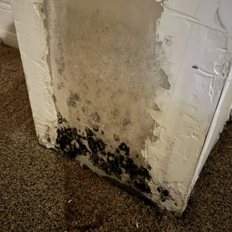 Professional Mold Removal in North Hills, CA
